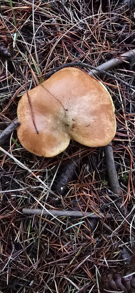 Suillus caerulescens · December 2025 · photo: © leannestacy (iNaturalist, cc0)
