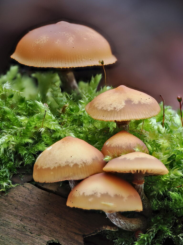 Galerina marginata · December 2025 · photo: © gillessanmartin (iNaturalist, cc0)