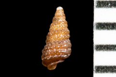 Cerithiopsis