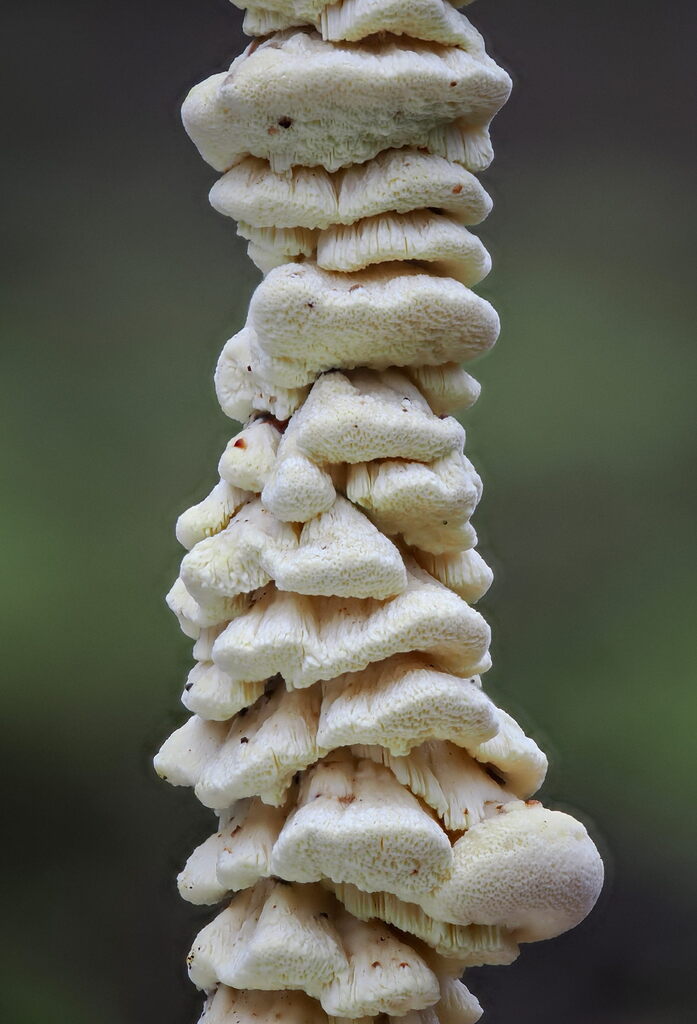 Amyloporia xantha · December 2025 · photo: © gillessanmartin (iNaturalist, cc0)