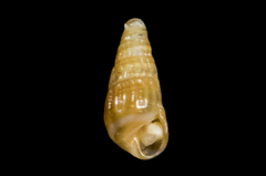 Odostomia