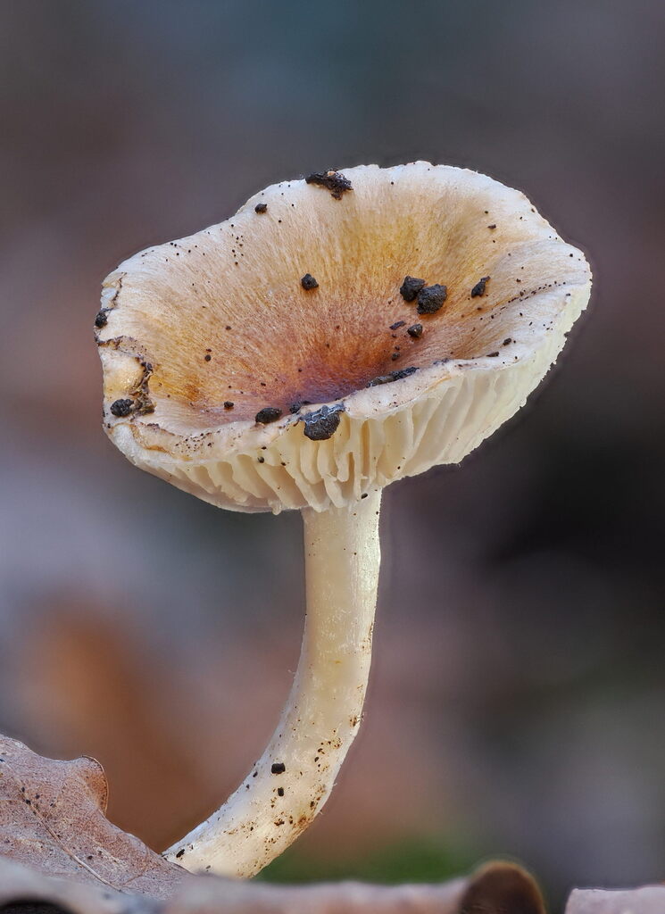 Hygrophorus arbustivus · December 2025 · photo: © gillessanmartin (iNaturalist, cc0)
