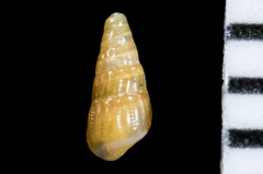 Odostomia