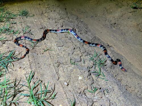 Brazilian False Coral Snake