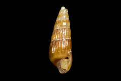 Odostomia