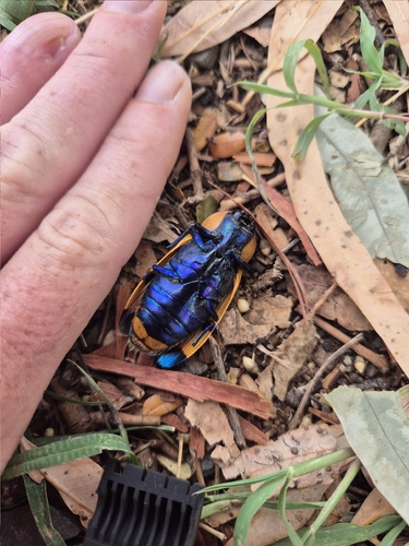 Temognatha vitticollis