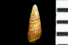 Odostomia