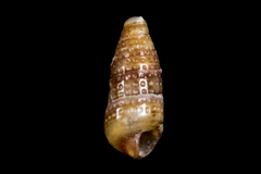 Cerithiopsidae
