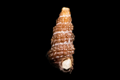 Cerithiopsis
