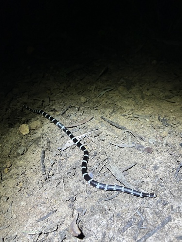 Eastern Bandy Bandy sighting