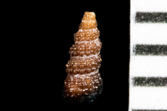 Cerithiopsis