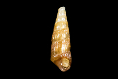 Odostomia