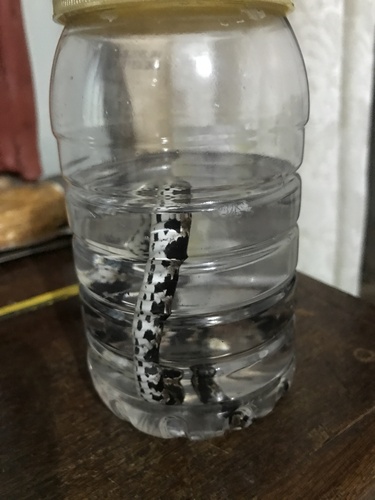 Brazilian Slug-eating Snake
