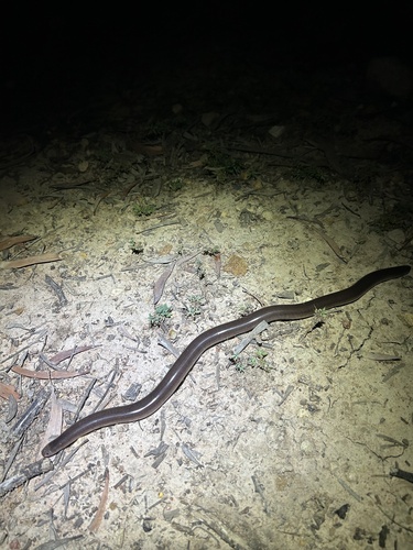 Robust Blind Snake sighting