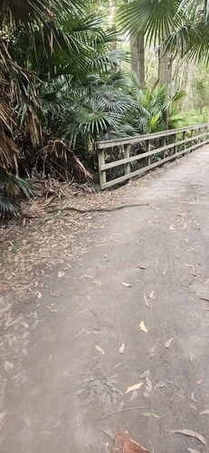 Diamond Python sighting