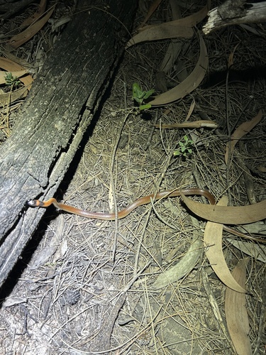 Red-naped Snake sighting