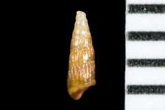 Odostomia