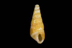Odostomia