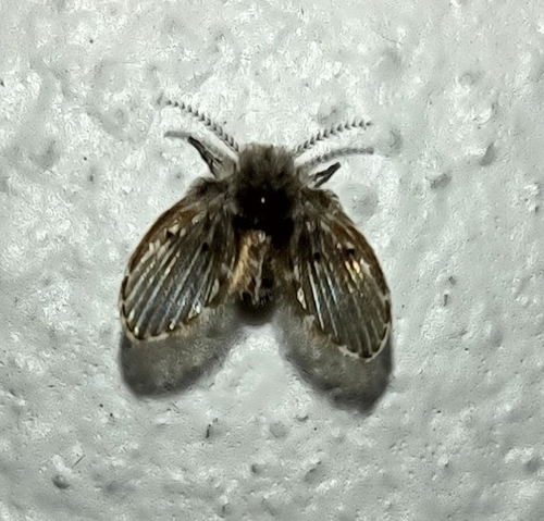 Unknown species found near Tallgrass Prairie Preserve, Osage County OK