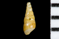 Odostomia