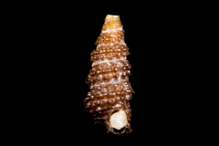 Cerithiopsidae