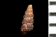 Cerithiopsidae