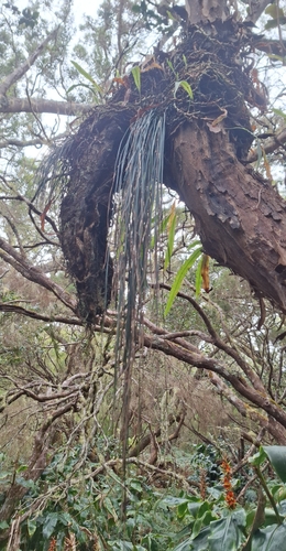 Bootlace Fern (Vittaria isoetifolia)