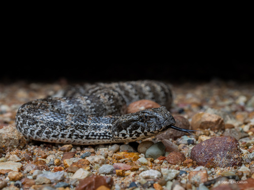 Southern Death Adder sighting