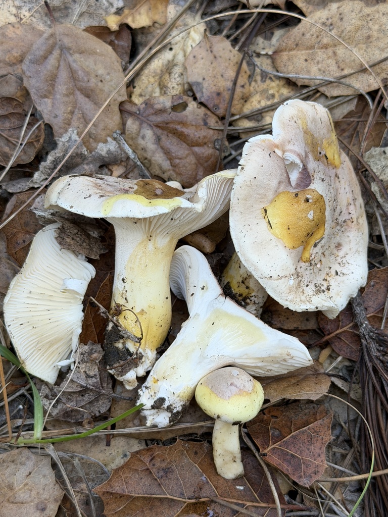 Hygrophorus roseobrunneus · December 2025 · photo: © aheyman1 (iNaturalist, cc0)