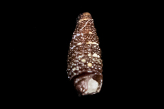 Cerithiopsis