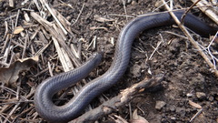 Lined Tolucan Earthsnake photo 3