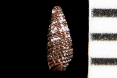 Cerithiopsis