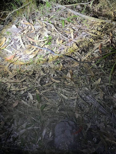 Eastern Small-eyed Snake sighting