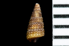 Cerithiopsis