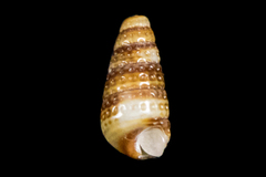 Cerithiopsidae