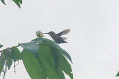 Chaetocercus berlepschi