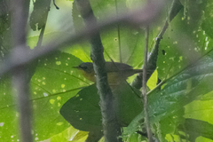 Geothlypis auricularis