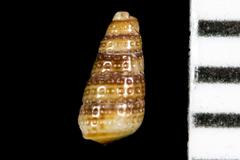Cerithiopsidae