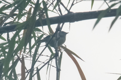 Myiopagis subplacens