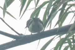 Myiopagis subplacens
