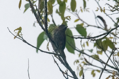 Pachyramphus homochrous