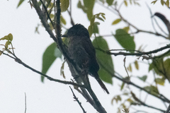 Pachyramphus homochrous