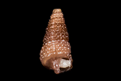 Cerithiopsis
