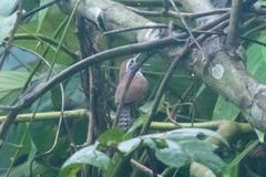 Pheugopedius sclateri