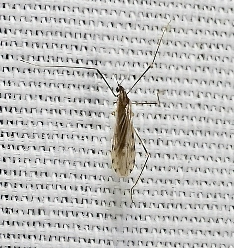 Unknown species found near 545 Pecan Dr, St Gabriel, LA 70776, USA