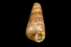 Cerithiopsidae