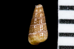Cerithiopsidae