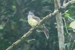 Myiarchus phaeocephalus