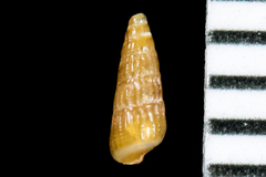 Cerithiopsidae