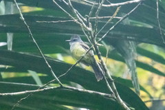 Myiarchus phaeocephalus